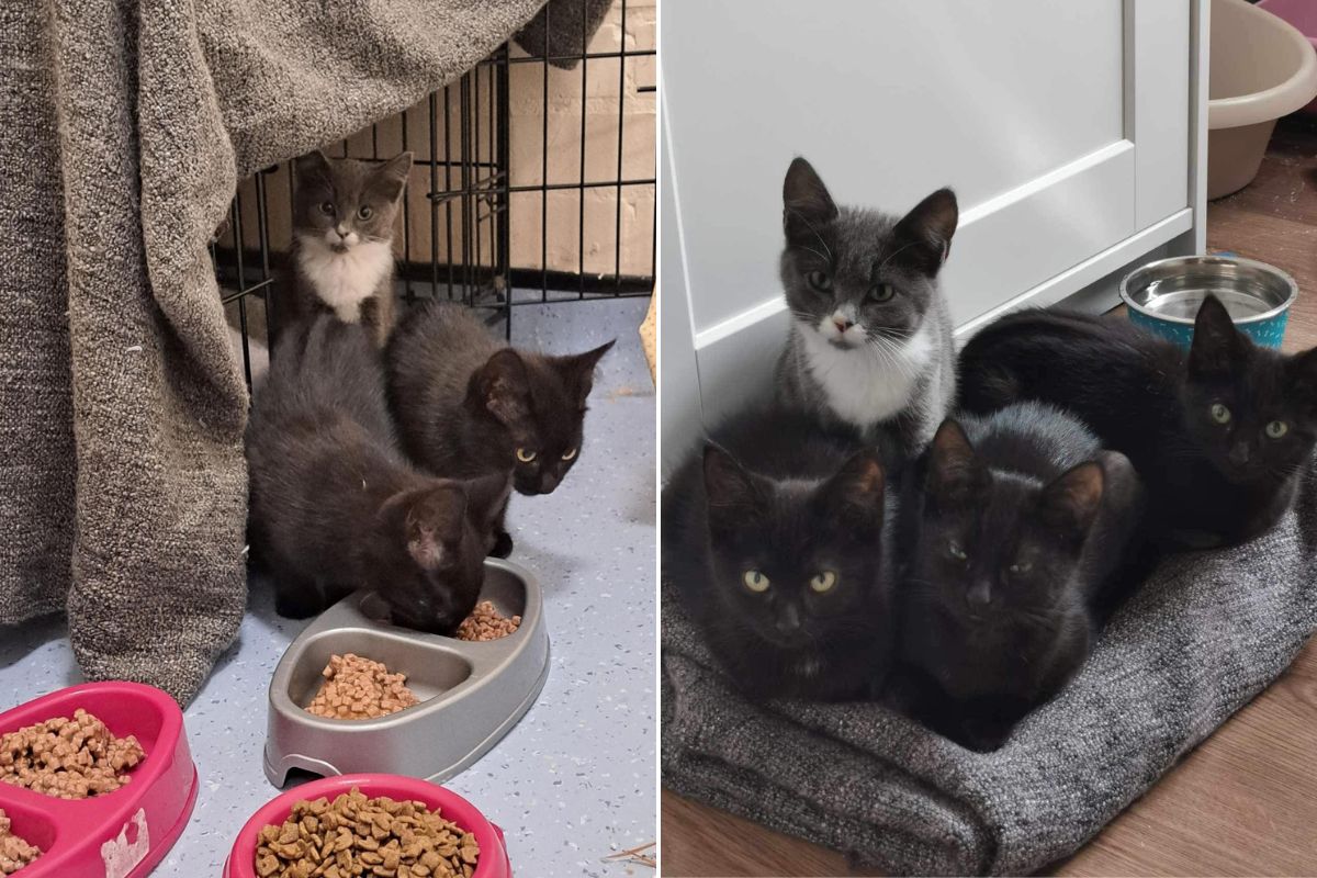 Oxfordshire: Abandoned kittens left with note from owner